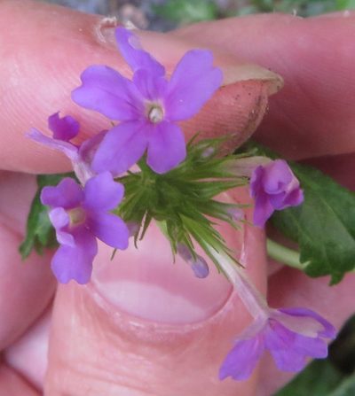 Verbena maritima, photographed by Ben Machado