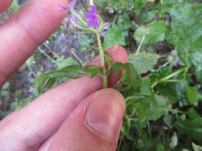 Verbena maritima, photographed by Ben Machado