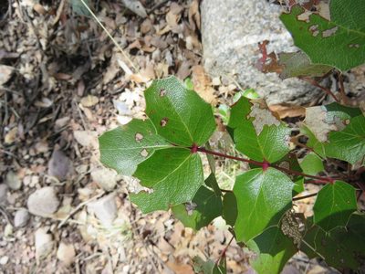 Berberis wilcoxii, photographed by Annika Lindqvist