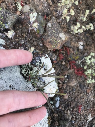 Sibara filifolia, photographed by Sula Vanderplank