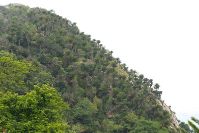 Encephalartos transvenosus, photographed by Cole Wolf