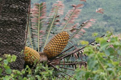 Encephalartos transvenosus, photographed by Cole Wolf