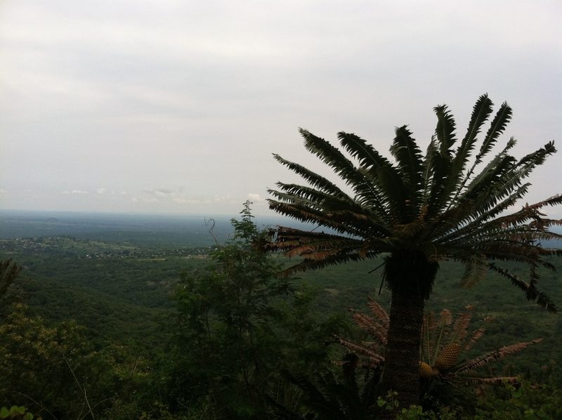 Encephalartos transvenosus, photographed by Cole Wolf