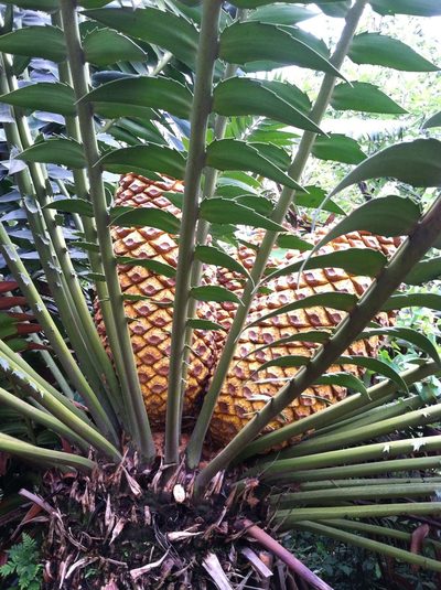 Encephalartos transvenosus, photographed by Cole Wolf
