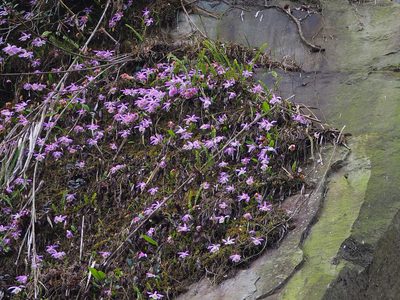 Pleione formosana, photographed by 葉子