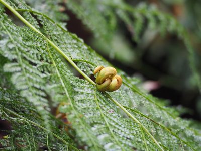Monachosorum henryi, photographed by 葉子