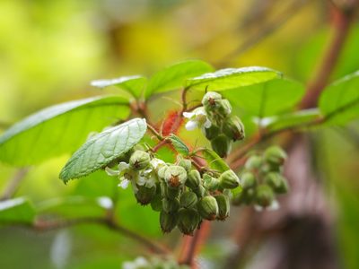 Rubus wallichianus, photographed by 葉子