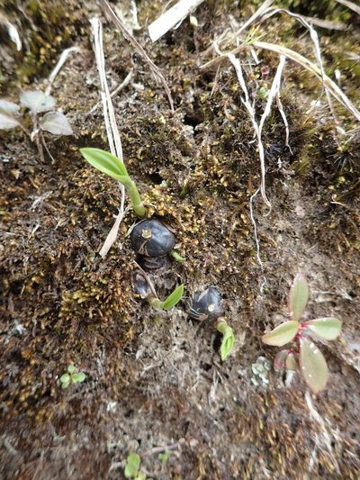Pleione formosana, photographed by 葉子