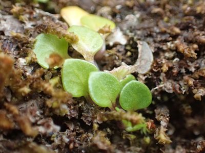 Nertera nigricarpa, photographed by 葉子