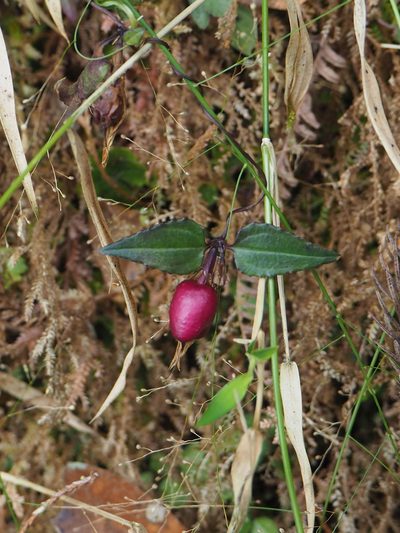 Tripterospermum luzonense, photographed by 葉子