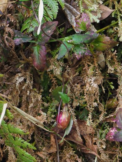 Tripterospermum luzonense, photographed by 葉子