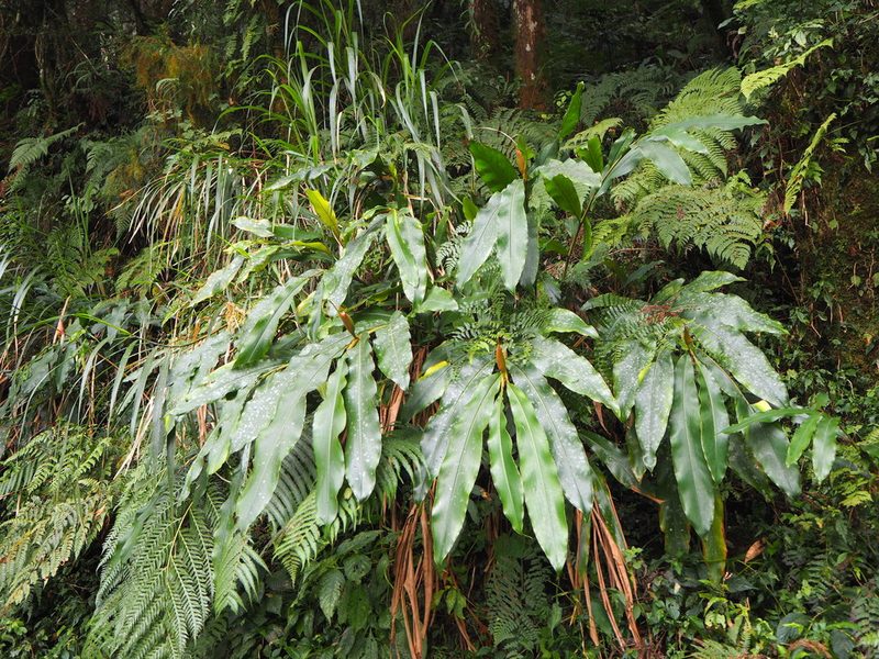 Alpinia shimadae, photographed by 葉子