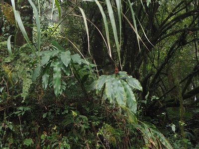 Alpinia shimadae, photographed by 葉子