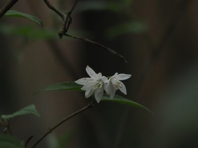 Deutzia taiwanensis, photographed by 葉子