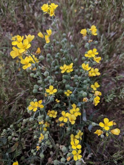 Physaria tenella, photographed by Rachel Stringham