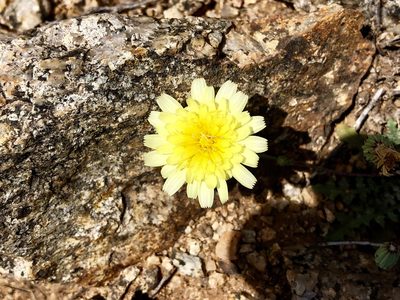 Malacothrix fendleri, photographed by CK2AZ