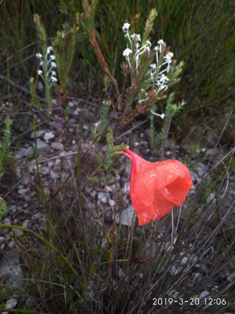 Gladiolus stokoei, photographed by Seth Musker