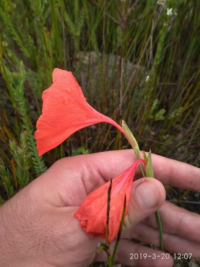 Gladiolus stokoei, photographed by Seth Musker