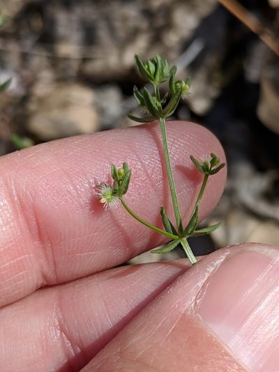 Galium proliferum, photographed by Alison Northup