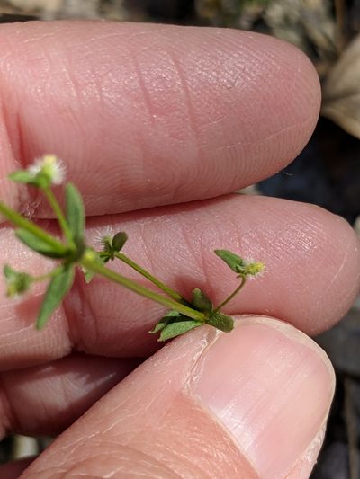 Galium proliferum, photographed by Alison Northup