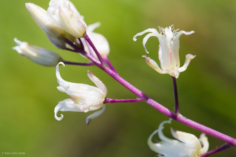 Streptanthus flavescens, photographed by Ken-ichi Ueda