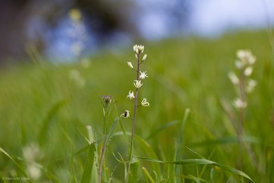 Streptanthus flavescens, photographed by Ken-ichi Ueda