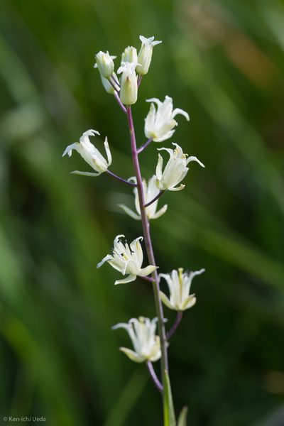 Streptanthus flavescens, photographed by Ken-ichi Ueda