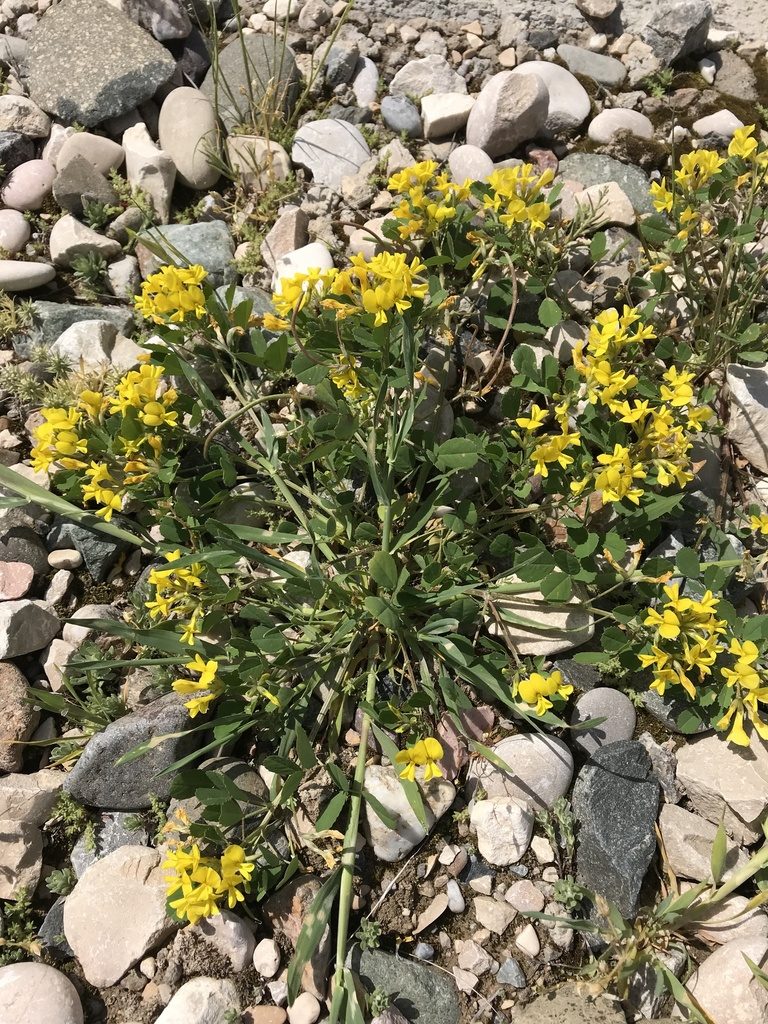 Medicago monantha, photographed by Nasser Halaweh