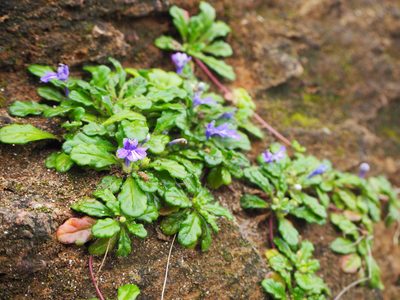 Ajuga pygmaea, photographed by 葉子