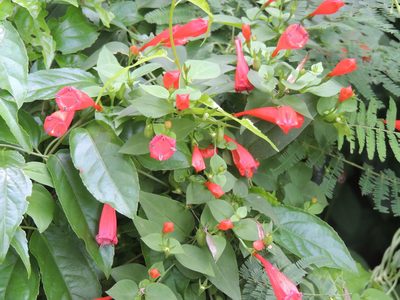 Manettia cordifolia, photographed by Leonel Roget