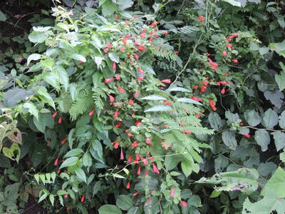 Manettia cordifolia, photographed by Leonel Roget