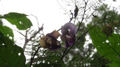Cochliasanthus caracalla, photographed by Leonel Roget