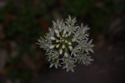 Toxicoscordion nuttallii, photographed by Michelle W. （鍾偉瑋）