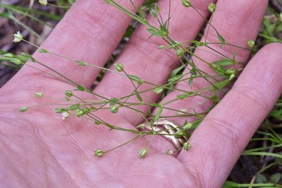 Arenaria benthamii, photographed by Michelle W. （鍾偉瑋）