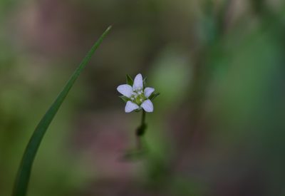 Arenaria benthamii, photographed by Michelle W. （鍾偉瑋）