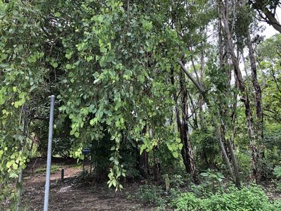 Eucalyptus platyphylla, photographed by elawrey
