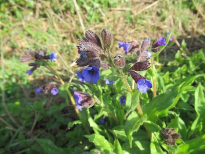 Pulmonaria longifolia, photographed by Crap Fou