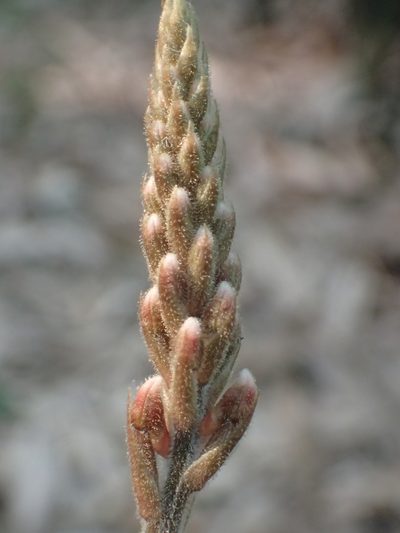 Erythrodes chinensis, photographed by 葉子