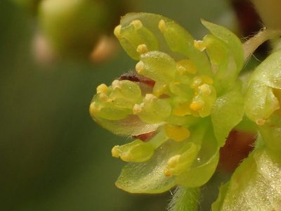 Lindera glauca, photographed by 葉子