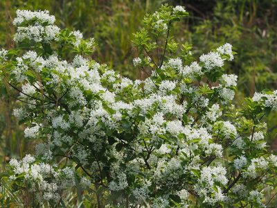 Chionanthus retusus, photographed by 葉子