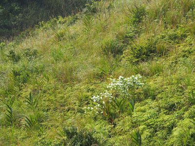 Chionanthus retusus, photographed by 葉子