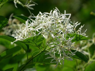 Chionanthus retusus, photographed by 葉子