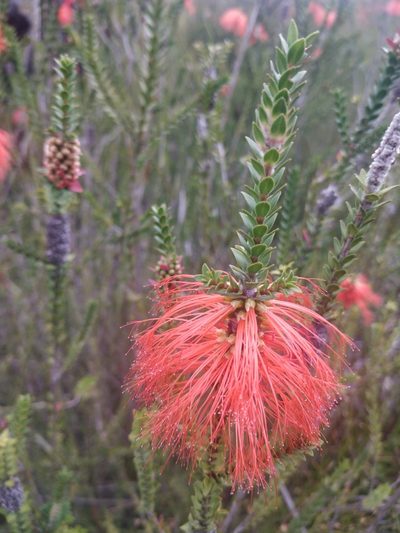 Melaleuca sparsa, photographed by Will Cornwell
