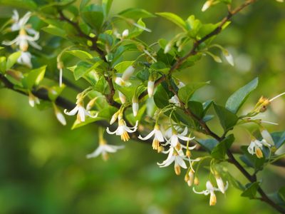 Styrax formosanus, photographed by 葉子