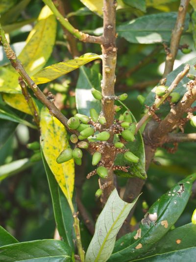 Symplocos glauca, photographed by 葉子