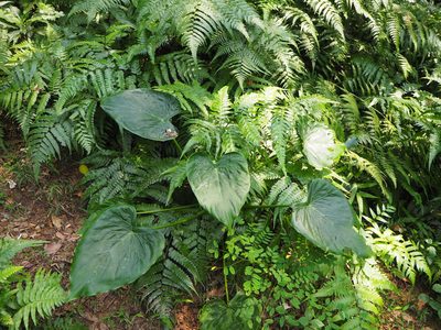 Alocasia cucullata, photographed by 葉子