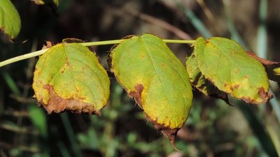 Steganotaenia araliacea, photographed by i_c_riddell