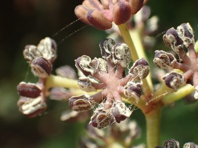 Daphniphyllum pentandrum, photographed by 葉子