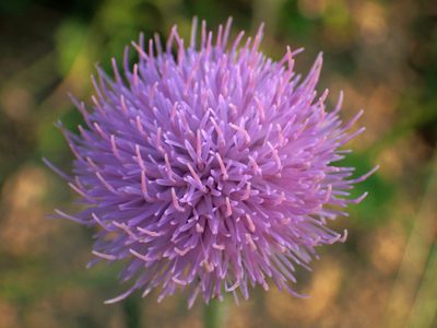 Cirsium lineare, photographed by 葉子