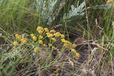 Tanacetum millefolium, photographed by Dmitriy Bochkov